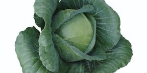 Cabbage - GREEN CORENET (WINTER