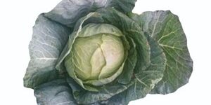 Cabbage Megastar_