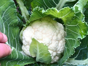 Cauliflower - CROSSWAY (WINTER)
