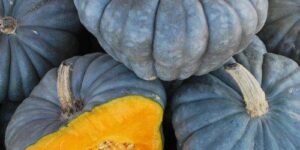 Pumpkin - Queensland Blue
