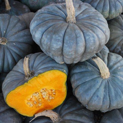 Pumpkin - Queensland Blue