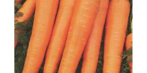 carrot-kuroda