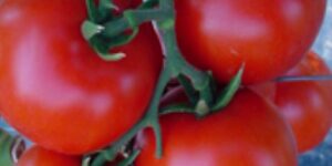 Determinate Salad Tomato